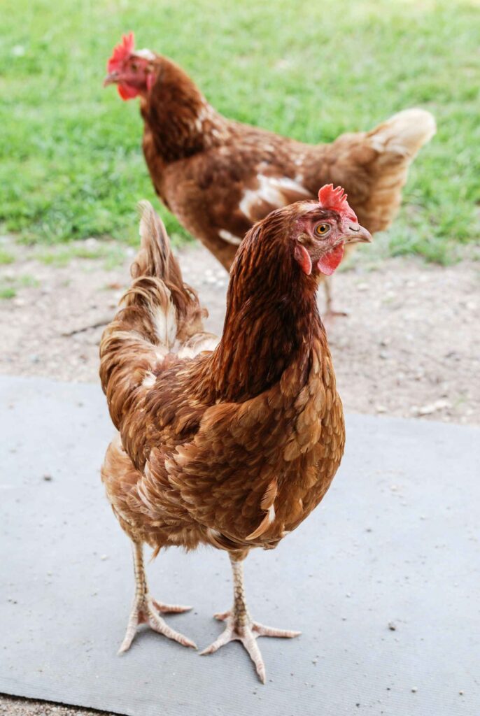 Chickens Have Their Own Personalities 