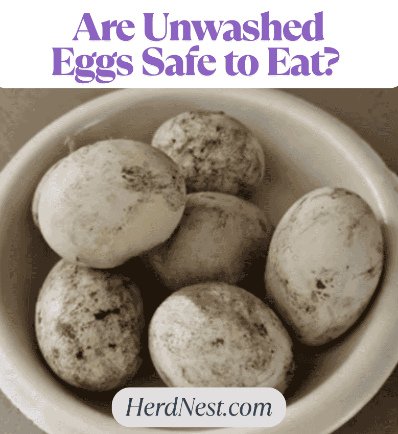 Are Unwashed Eggs Safe to Eat? 