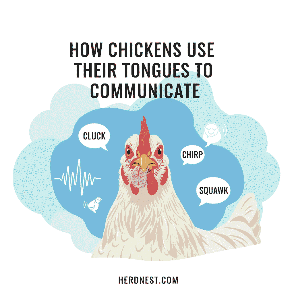 How Chickens Use Their Tongues to Communicate