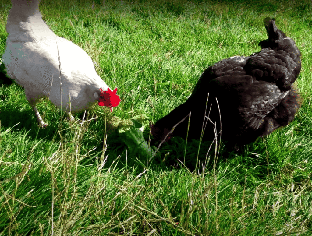 Can Chickens Eat Broccoli?