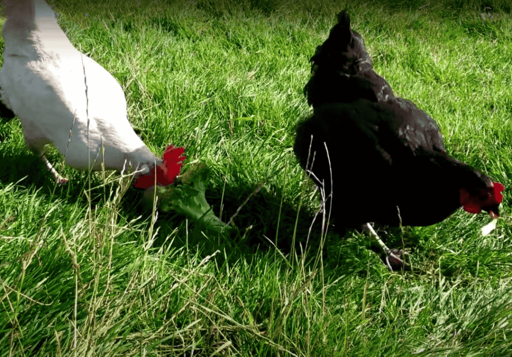 Feeding Chickens Broccoli