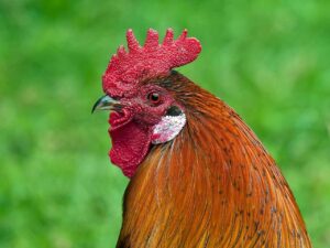 Do Chickens Have Tongues? The Surprising Reality