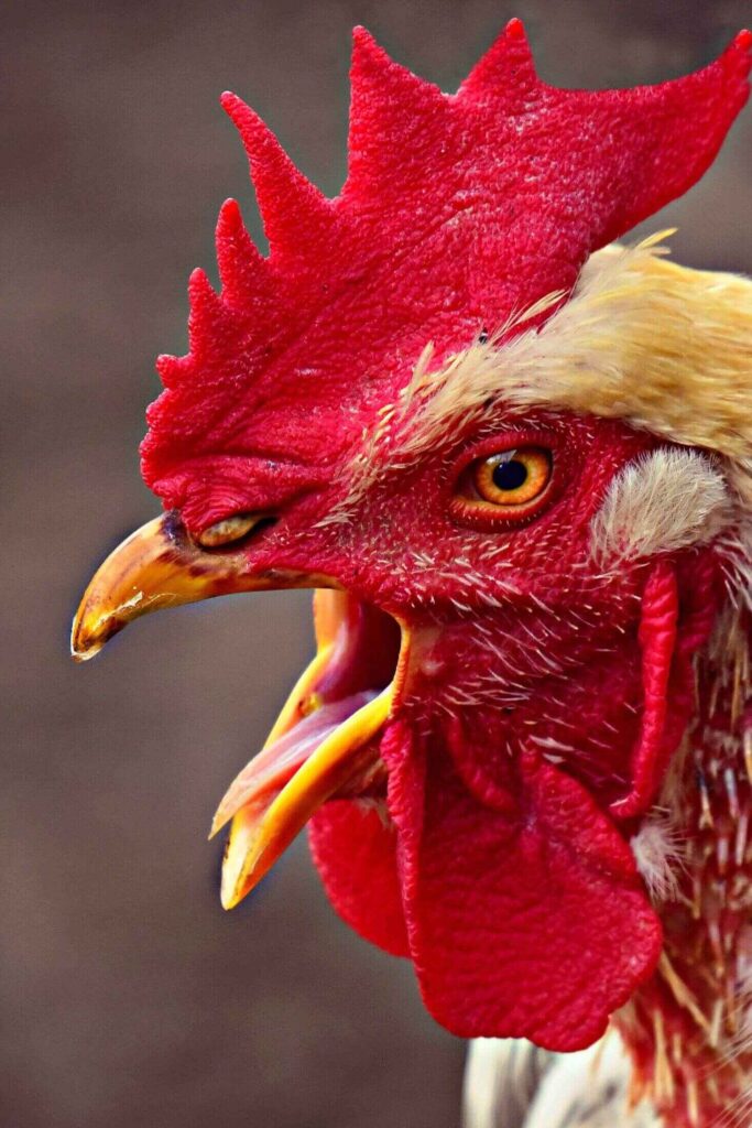 What Does A Chicken Tongue Look Like?