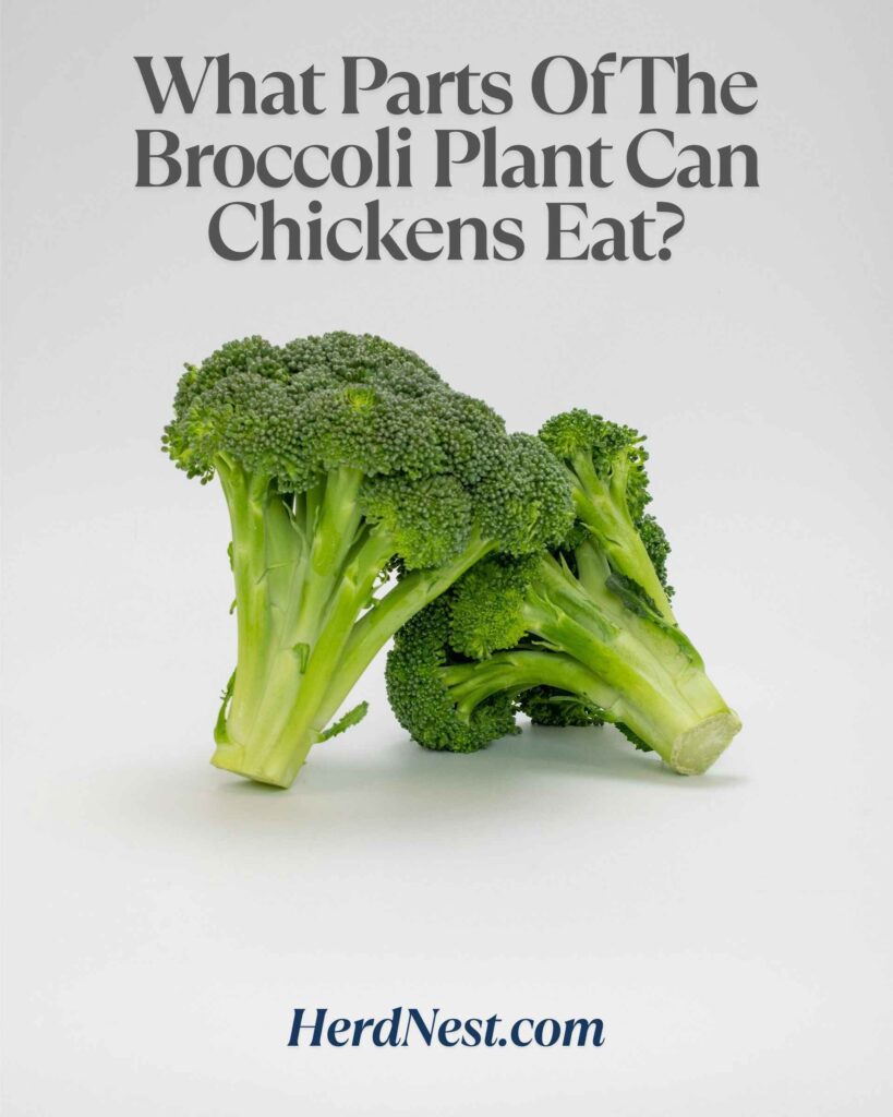 What Parts Of The Broccoli Plant Can Chickens Eat?