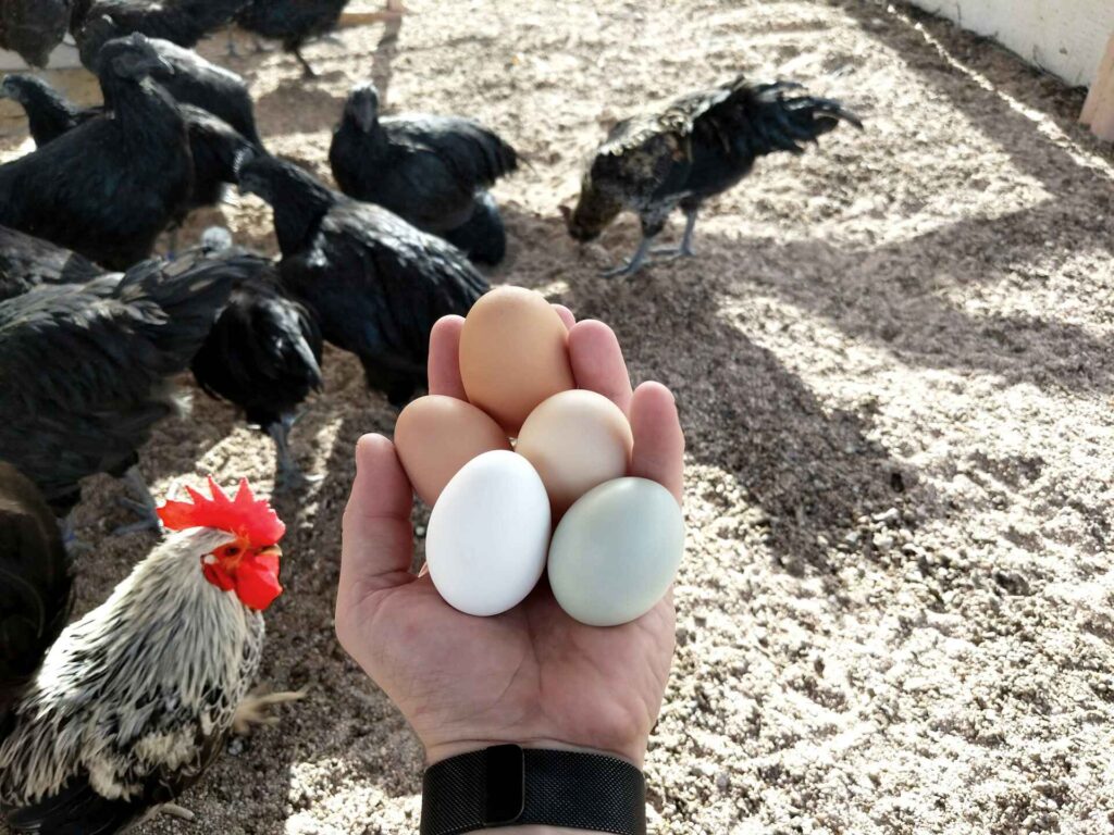 How Long Do Eggs Stay Fresh?