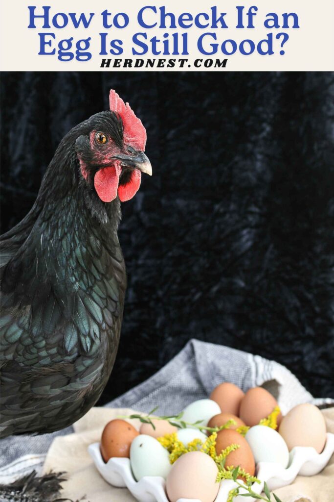 How to Check If an Egg Is Still Good?